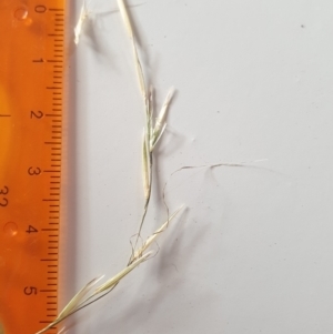 Rytidosperma racemosum var. racemosum at Wanniassa, ACT - 26 Jan 2023