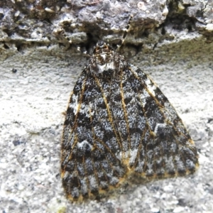 Halone (genus) at Brindabella, NSW - 21 Jan 2023