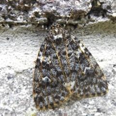 Halone (genus) (A Tiger moth) at Brindabella, NSW - 20 Jan 2023 by JohnBundock