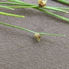 Isolepis (genus) (Club-rush) at Cotter River, ACT - 25 Jan 2023 by MattM