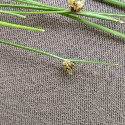 Isolepis sp. (Club-rush) at Cotter River, ACT - 25 Jan 2023 by MattM