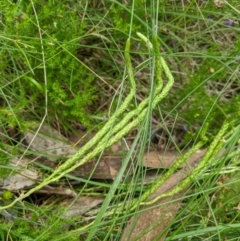 Lycopodium fastigiatum (Alpine Club Moss) at Cotter River, ACT - 25 Jan 2023 by MattM