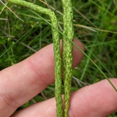 Austrolycopodium fastigiatum at Cotter River, ACT - 25 Jan 2023 01:45 PM