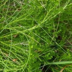 Austrolycopodium fastigiatum at Cotter River, ACT - 25 Jan 2023 01:45 PM