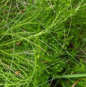 Austrolycopodium fastigiatum at Cotter River, ACT - 25 Jan 2023 01:45 PM