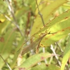 Nymphes myrmeleonoides (Blue eyes lacewing) at Hill Top, NSW - 24 Jan 2023 by GlossyGal