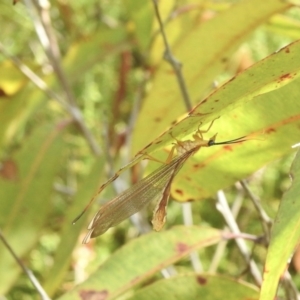 Nymphes myrmeleonoides at Hill Top, NSW - 25 Jan 2023