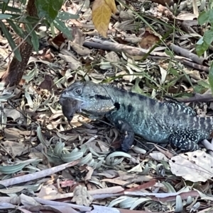 Intellagama lesueurii howittii at Acton, ACT - 26 Jan 2023 04:46 PM