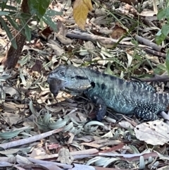 Intellagama lesueurii howittii (Gippsland Water Dragon) at Acton, ACT - 26 Jan 2023 by Boagshoags