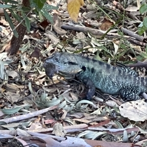 Intellagama lesueurii howittii at Acton, ACT - 26 Jan 2023 04:46 PM