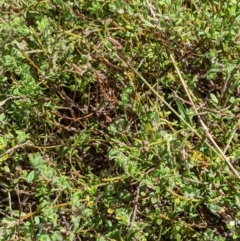 Pultenaea polifolia (Dusky Bush-pea) at Cotter River, ACT - 25 Jan 2023 by MattM