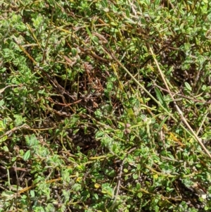 Pultenaea polifolia at Cotter River, ACT - 25 Jan 2023 02:03 PM