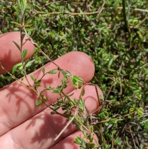 Pultenaea polifolia at Cotter River, ACT - 25 Jan 2023 02:03 PM