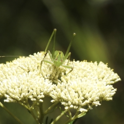 Caedicia simplex (Common Garden Katydid) at Wingecarribee Local Government Area - 9 Jan 2023 by GlossyGal
