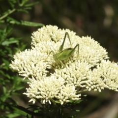 Caedicia simplex at Bundanoon, NSW - 9 Jan 2023 01:36 PM