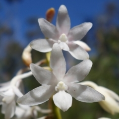 Dipodium variegatum (Blotched Hyacinth Orchid) at Hyams Beach, NSW - 21 Jan 2023 by RobG1