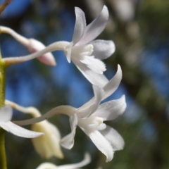 Dipodium variegatum at Hyams Beach, NSW - suppressed