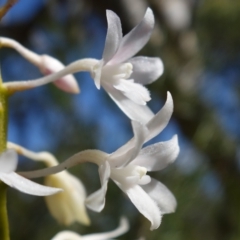 Dipodium variegatum at Hyams Beach, NSW - 21 Jan 2023