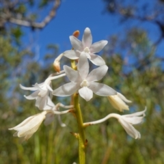 Dipodium variegatum at Hyams Beach, NSW - suppressed