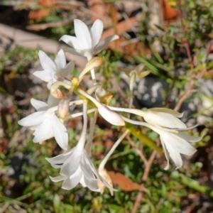 Dipodium variegatum at Hyams Beach, NSW - 21 Jan 2023