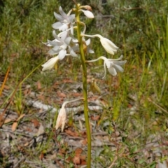 Dipodium variegatum at Hyams Beach, NSW - 21 Jan 2023