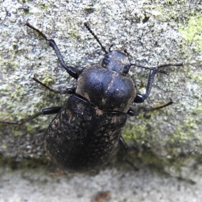 Pachycoelia sp. (genus) (A darkling beetle) at Cotter River, ACT - 20 Jan 2023 by JohnBundock