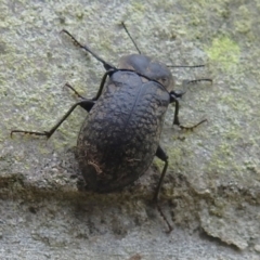 Pachycoelia sp. (genus) at Cotter River, ACT - 21 Jan 2023