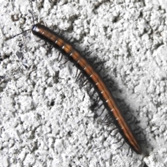 Paradoxosomatidae sp. (family) (Millipede) at Cotter River, ACT - 21 Jan 2023 by JohnBundock