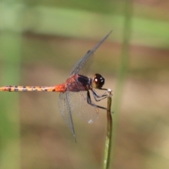 Diplacodes melanopsis (Black-faced Percher) at Belconnen, ACT - 25 Jan 2023 by Tammy