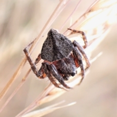 Dolophones sp. (genus) (Wrap-around spider) at Cook, ACT - 23 Jan 2023 by CathB