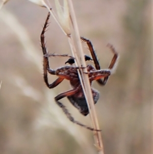 Dolophones sp. (genus) at Cook, ACT - 23 Jan 2023