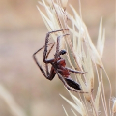 Dolophones sp. (genus) at Cook, ACT - 23 Jan 2023