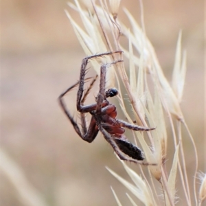 Dolophones sp. (genus) at Cook, ACT - 23 Jan 2023 03:24 PM