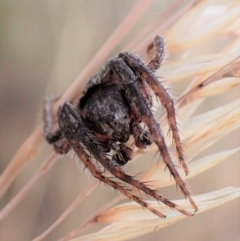 Dolophones sp. (genus) at Cook, ACT - 23 Jan 2023