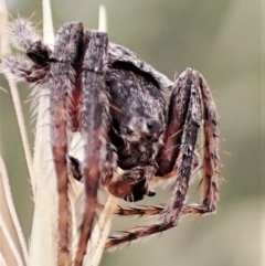 Dolophones sp. (genus) at Cook, ACT - 23 Jan 2023 03:24 PM