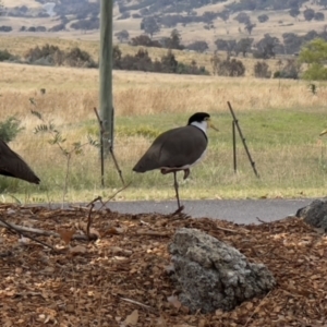 Vanellus miles at Paddys River, ACT - 26 Jan 2023