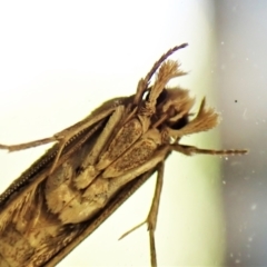 Moerarchis inconcisella at suppressed - 26 Jan 2023