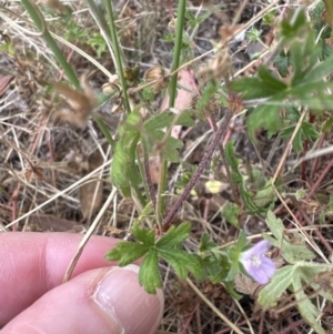 Geranium gardneri at Aranda, ACT - 26 Jan 2023