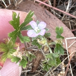 Geranium gardneri at Aranda, ACT - 26 Jan 2023