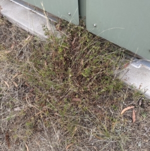 Geranium gardneri at Aranda, ACT - 26 Jan 2023 05:38 PM