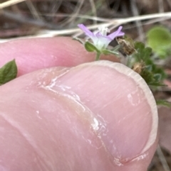 Geranium gardneri at Aranda, ACT - 26 Jan 2023