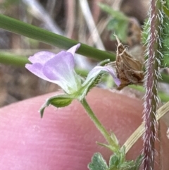 Geranium gardneri at Aranda, ACT - 26 Jan 2023 05:38 PM