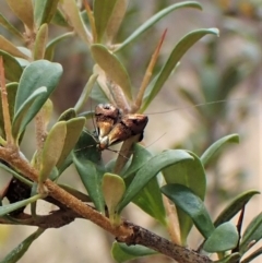 Nemophora sparsella (An Adelid Moth) at Mount Painter - 24 Jan 2023 by CathB