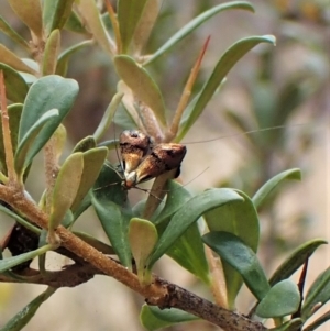 Nemophora sparsella at Cook, ACT - 24 Jan 2023