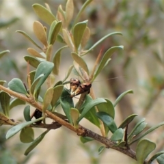 Nemophora sparsella at Cook, ACT - 24 Jan 2023