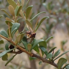 Nemophora sparsella at Cook, ACT - 24 Jan 2023