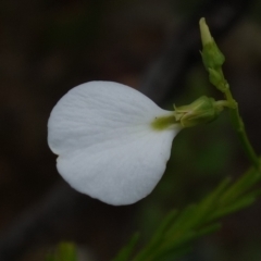 Pigea vernonii (Spade Flower) at Sassafras, NSW - 23 Jan 2023 by RobG1