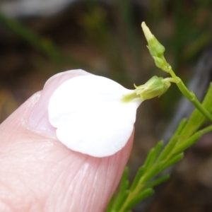 Pigea vernonii at Sassafras, NSW - suppressed