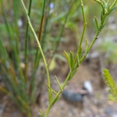 Pigea vernonii at Sassafras, NSW - 23 Jan 2023