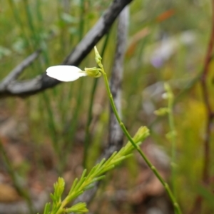 Pigea vernonii at Sassafras, NSW - 23 Jan 2023